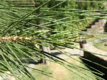 Casuarina equisetifolia - Green twigs bearing minute scale-leaves in whorls - Click to enlarge!