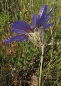 Catananche caerulea - Flowerhead, side view - Click to enlarge!