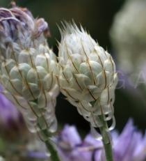 Catananche caerulea - Infructescence - Click to enlarge!