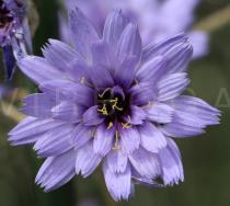 Catananche caerulea - Flower head - Click to enlarge!