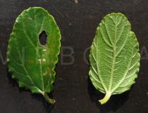 Ceanothus thyrsiflorus - Upper and lower surface of leaf - Click to enlarge!