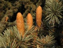 Cedrus atlantica - Male cones - Click to enlarge!