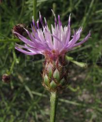 Centaurea limbata - Flower head, side view - Click to enlarge!