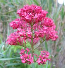 Centranthus ruber - Inflorescence - Click to enlarge!
