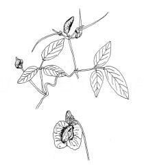 Centrosema pubescens - Click to enlarge!