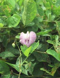 Centrosema pubescens - Flower - Click to enlarge!