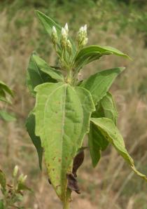 Chromolaena odorata - Flower head buds - Click to enlarge!