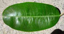 Chrysophyllum
			cainito - Click to enlarge!