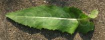 Cichorium endivia - Upper and lower surface of leaf - Click to enlarge!