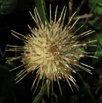 Cirsium oleraceum - Flower head - Click to enlarge!