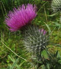 Cirsium vulgare - Flower head, side view - Click to enlarge!