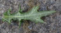Cirsium vulgare - Lower surface of leaf - Click to enlarge!