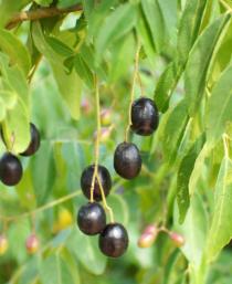 Clausena anisata - Fruits - Click to enlarge!