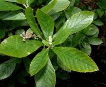 Clethra
		alnifolia - Click to enlarge!