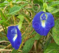 Clitoria ternatea - Flowers - Click to enlarge!