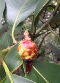 Clusia nemorosa - Fruit - Click to enlarge!