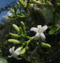 Cnidoscolus quercifolius - Flowers - Click to enlarge!