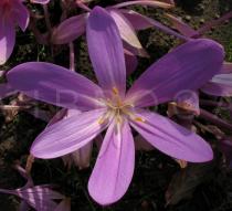 Colchicum speciosum - Flower - Click to enlarge!