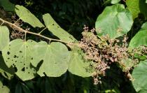 Colona floribunda - Branch with inflorescence - Click to enlarge!