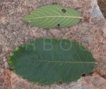 Combretum molle - Upper and lower surface of leaf - Click to enlarge!