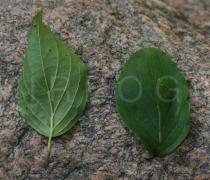 Cornus sanguinea - Upper and lower surface of leaf - Click to enlarge!