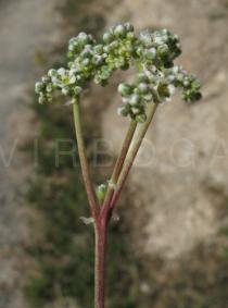 Corrigiola telephiifolia - Inflorescence - Click to enlarge!