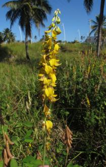 Crotalaria incana - Inflorescence - Click to enlarge!