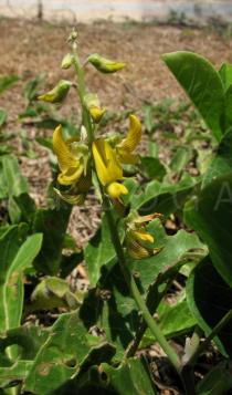 Crotalaria pallida - Inflorescence - Click to enlarge!