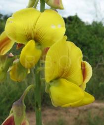 Crotalaria retusa - Flower - Click to enlarge!