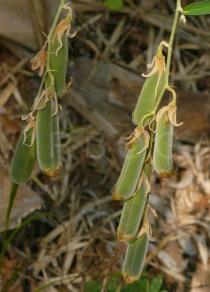 Crotalaria tetragona - Pods - Click to enlarge!