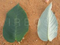 Croton sonderianus - Upper and lower surface of leaf - Click to enlarge!