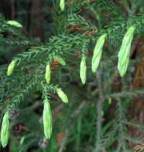 Cryptomeria japonica - Twig - Click to enlarge!