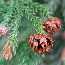Cryptomeria japonica - Ripe female cones - Click to enlarge!