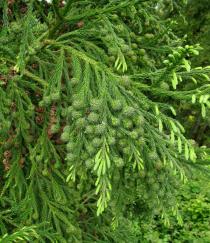 Cryptomeria japonica - Branch with unripe and ripe female cones - Click to enlarge!