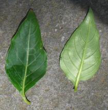 Cuphea ignea - Upper and lower surface of leaf - Click to enlarge!