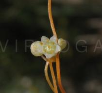Cuscuta campestris - Flower - Click to enlarge!