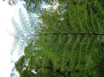 Cyathea cooperi - Frond from below - Click to enlarge!