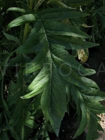 Cynara cardunculus - Upper surface of leaf - Click to enlarge!