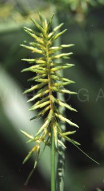 Cyperus digitatus - Spike - Click to enlarge!