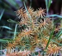 Cyperus digitatus - Infructescence close-up - Click to enlarge!