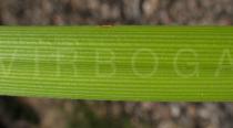 Cyperus eragrostis - Lower surface of leaf close-up - Click to enlarge!