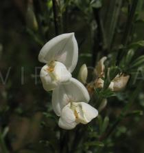 Cytisus multiflorus - Flower - Click to enlarge!