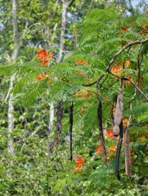 Delonix regia - Branch with flowers and pods - Click to enlarge!