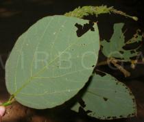 Desmodium velutinum - Lower surface of leaf - Click to enlarge!