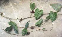 Dioscorea bulbifera - Branch - Click to enlarge!