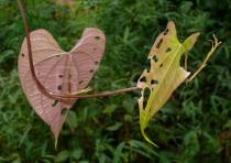 Dioscorea bulbifera - Lower surface of leaf - Click to enlarge!