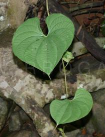 Dioscorea bulbifera - Upper surface of leaf - Click to enlarge!