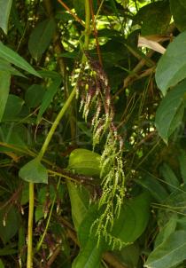 Dioscorea bulbifera - Inflorescence - Click to enlarge!