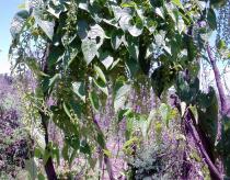 Dioscorea
			maciba - Click to enlarge!