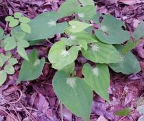 Dioscorea
		maciba - Click to enlarge!